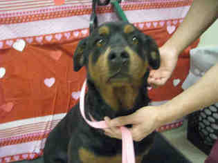 Medium Photo #1 Rottweiler-Unknown Mix Puppy For Sale in Riverside, CA, USA