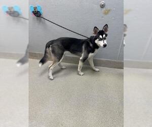Siberian Husky-Unknown Mix Dogs for adoption in Las Vegas, NV, USA
