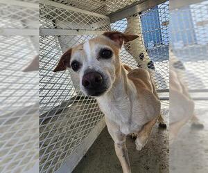 Chihuahua Dogs for adoption in Bakersfield, CA, USA
