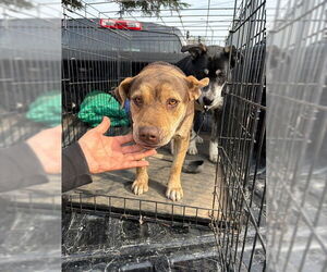 German Shepherd Dog-Unknown Mix Dogs for adoption in Stockton, CA, USA