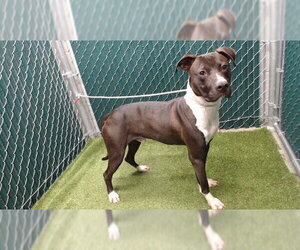 Mutt Dogs for adoption in Downey, CA, USA