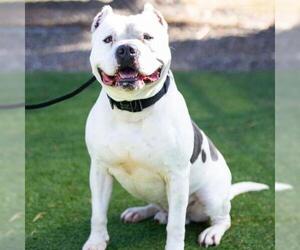 American Pit Bull Terrier Dogs for adoption in Camarillo, CA, USA