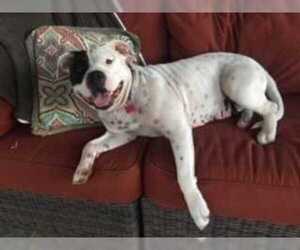 American Pit Bull Terrier-Unknown Mix Dogs for adoption in Alta loma, CA, USA