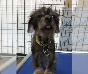 Chihuahua-Unknown Mix Dogs for adoption in Foristell, MO, USA