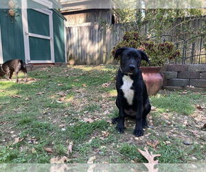 Labrador Retriever-Unknown Mix Dogs for adoption in Boston, MA, USA