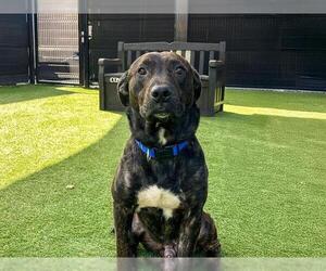 American Pit Bull Terrier Dogs for adoption in Orange, CA, USA