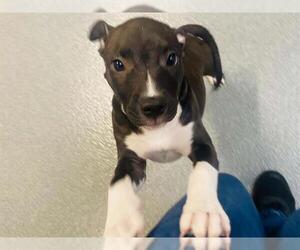 Mutt Dogs for adoption in Orange, CA, USA