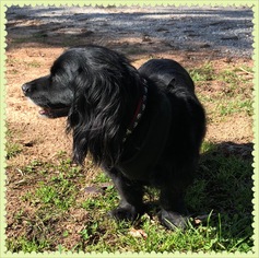 Cocker Spaniel-Unknown Mix Dogs for adoption in Pacolet, SC, USA
