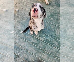 Catahoula Leopard Dog-Unknown Mix Dogs for adoption in garner, NC, USA