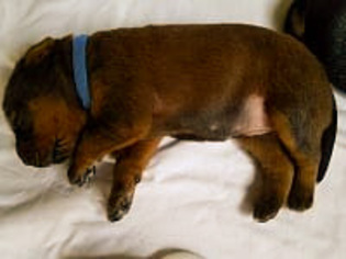 Redbone Coonhound-Unknown Mix Dogs for adoption in DeLand, FL, USA