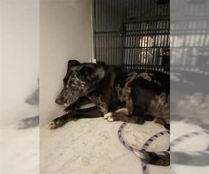 Mutt Dogs for adoption in Houston, TX, USA