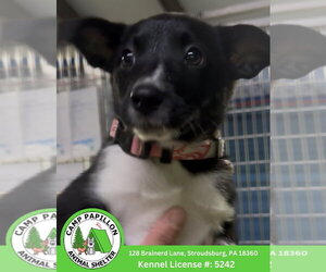 Border Collie-Unknown Mix Dogs for adoption in Stroudsburg, PA, USA