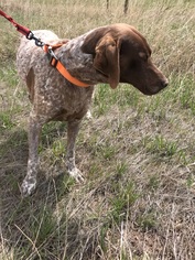 German Shorthaired Pointer Dogs for adoption in Lander, WY, USA