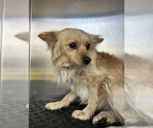 Chihuahua Dogs for adoption in Rancho Cucamonga, CA, USA