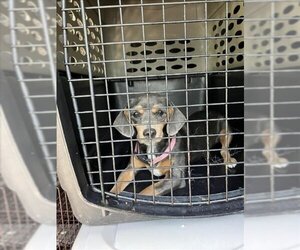 Toy Rat Doxie Dogs for adoption in Lacombe, LA, USA