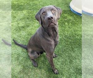 Mastador Dogs for adoption in Lakewood, CO, USA
