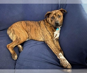 American Pit Bull Terrier-Unknown Mix Dogs for adoption in Plainfield, IL, USA