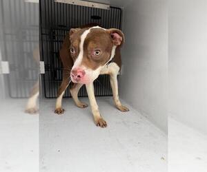 Staffordshire Bull Terrier Dogs for adoption in Houston, TX, USA