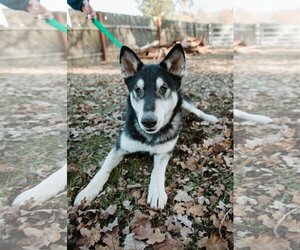 Huskies -Unknown Mix Dogs for adoption in San Francisco, CA, USA