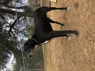 Mutt Dogs for adoption in Huger, SC, USA