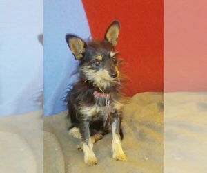 Chihuahua Dogs for adoption in Camden, SC, USA