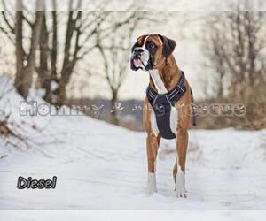 Boxer Dogs for adoption in Mt Carmel, PA, USA