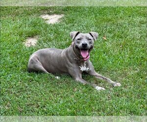 Mutt Dogs for adoption in Oakhurst, NJ, USA
