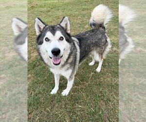 Siberian Husky-Unknown Mix Dogs for adoption in Conroe, TX, USA