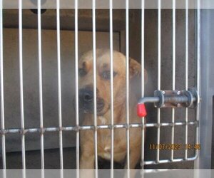Boxador Dogs for adoption in Oklahoma City, OK, USA
