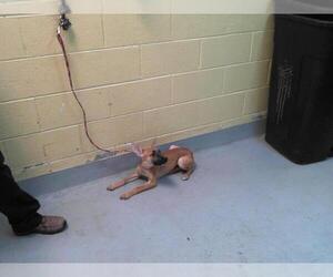 American Pit Bull Terrier-Unknown Mix Dogs for adoption in Tulsa, OK, USA