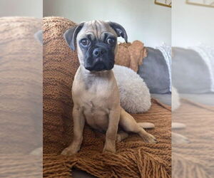 Chug Dogs for adoption in San Diego, CA, USA