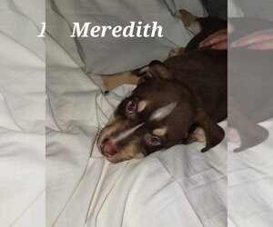 Mutt Dogs for adoption in Fenton, MO, USA