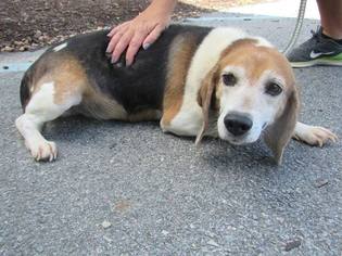 Medium Photo #1 Beagle Puppy For Sale in Windsor, VA, USA