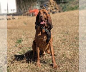 Bloodhound Dogs for adoption in Vail, AZ, USA