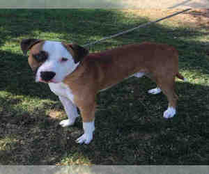 Staffordshire Bull Terrier Dogs for adoption in Oakdale, CA, USA