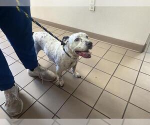 Rat Terrier-Unknown Mix Dogs for adoption in Ocala, FL, USA