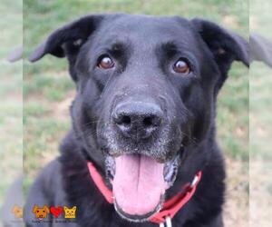 Shepradors Dogs for adoption in Center Township, PA, USA