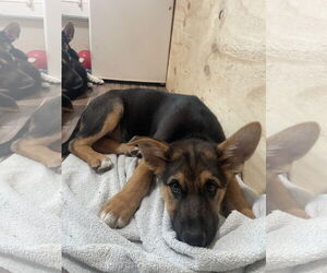 German Shepherd Dog Dogs for adoption in Seattle, WA, USA