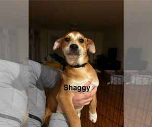 Beagle-Unknown Mix Dogs for adoption in Arlington, VA, USA