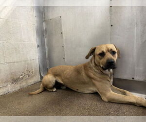 American Pit Bull Terrier-Unknown Mix Dogs for adoption in San Bernardino, CA, USA