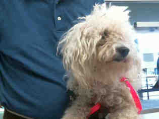 Poodle (Miniature) Dogs for adoption in Plano, TX, USA