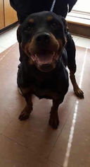 Rottweiler Dogs for adoption in Savannah, NY, USA