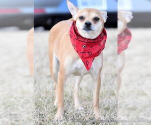 Daug Dogs for adoption in McKinney, TX, USA