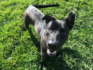 Shepradors Dogs for adoption in Fairfield, CA, USA