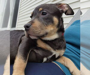 Bullypit Dogs for adoption in Oakhurst, NJ, USA