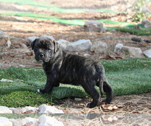 Labrador Retriever-Unknown Mix Dogs for adoption in Holly Springs, NC, USA