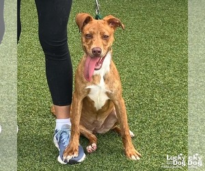Retriever -Unknown Mix Dogs for adoption in Washington, DC, USA