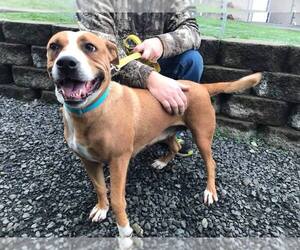 Boxer-Unknown Mix Dogs for adoption in Reedsport, OR, USA