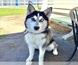 Siberian Husky Dogs for adoption in Long Beach, CA, USA