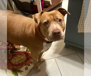 American Pit Bull Terrier Dogs for adoption in Claremore, OK, USA